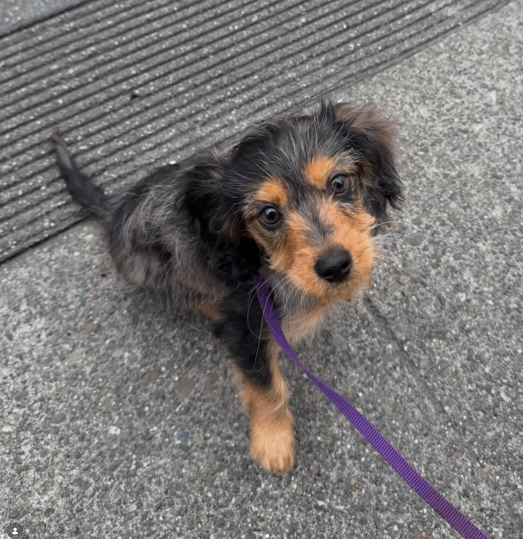 It can even do images!